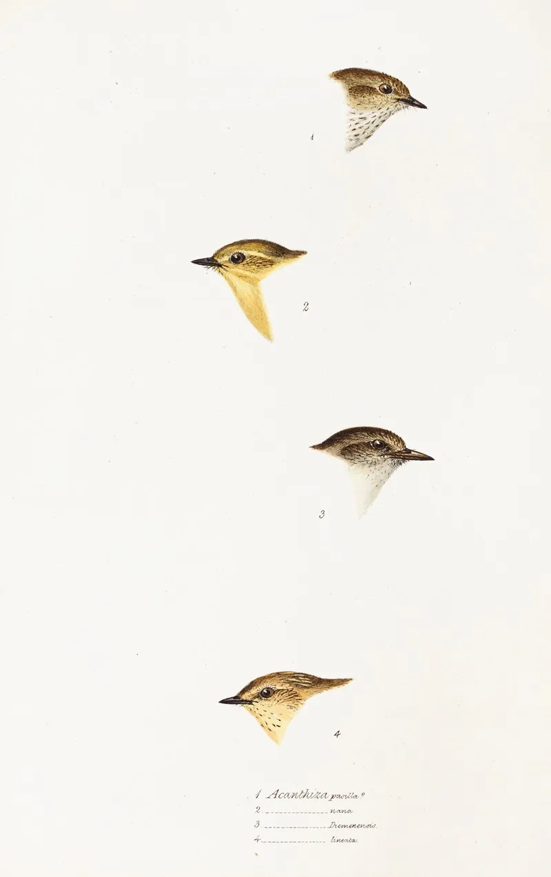 A Synopsis Of The Birds Of Australia And The Adjacent Islands Pl 59 Wall Art by Elizabeth Gould - High-Resolution Digital Print