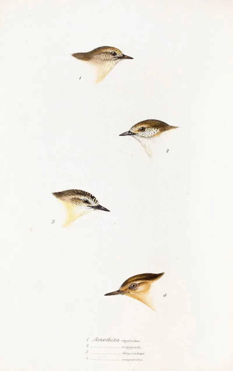 A Synopsis Of The Birds Of Australia And The Adjacent Islands Pl 60 Wall Art by Elizabeth Gould - High-Resolution Digital Print