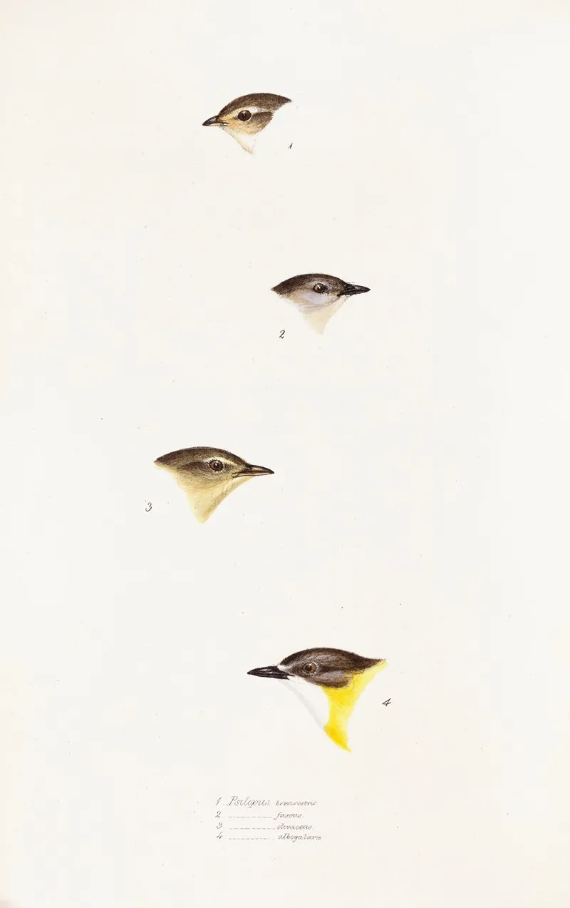 A Synopsis Of The Birds Of Australia And The Adjacent Islands Pl 61 Wall Art by Elizabeth Gould - High-Resolution Digital Print