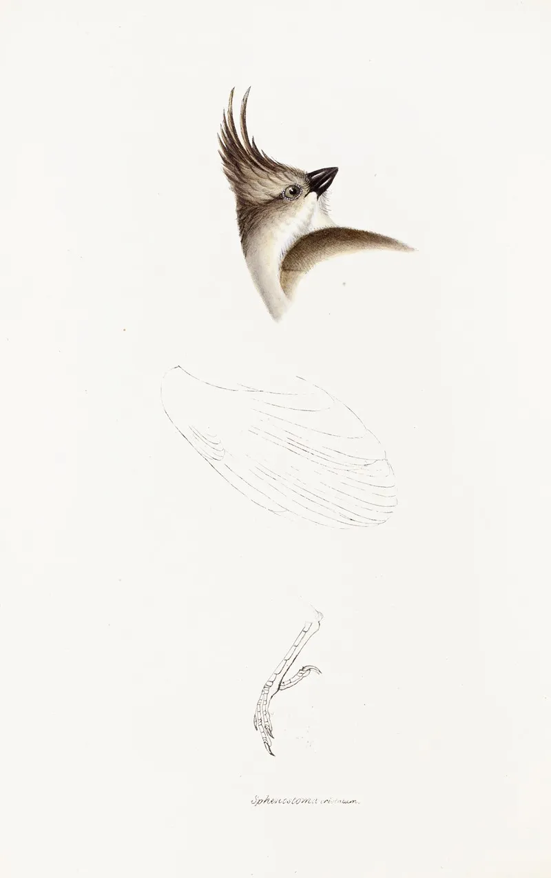 A Synopsis Of The Birds Of Australia And The Adjacent Islands Pl 63 Wall Art by Elizabeth Gould - High-Resolution Digital Print