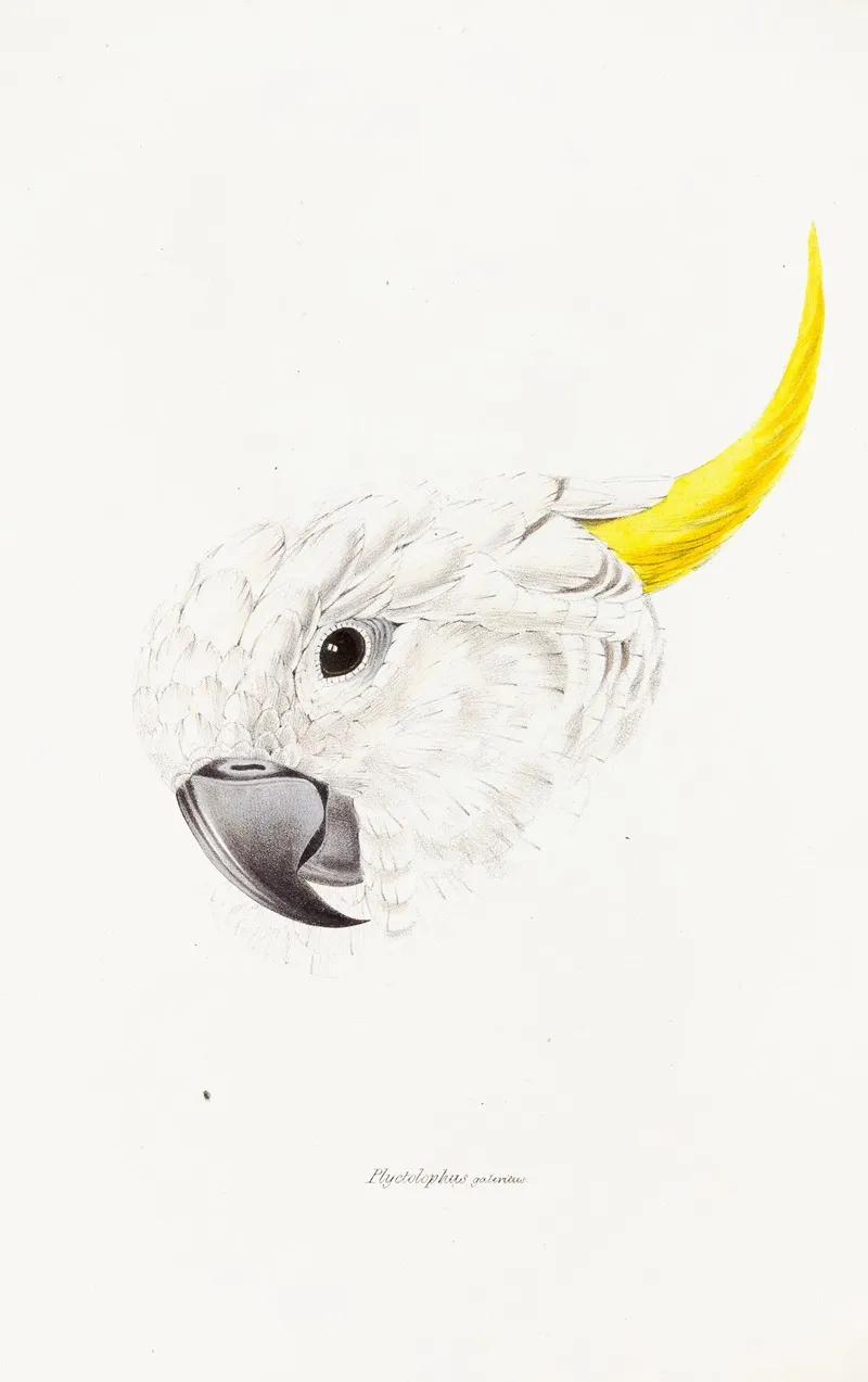 A Synopsis Of The Birds Of Australia And The Adjacent Islands Pl 64 Wall Art by Elizabeth Gould - High-Resolution Digital Print