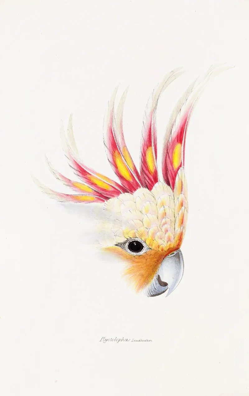 A Synopsis Of The Birds Of Australia And The Adjacent Islands Pl 65 Wall Art by Elizabeth Gould - High-Resolution Digital Print