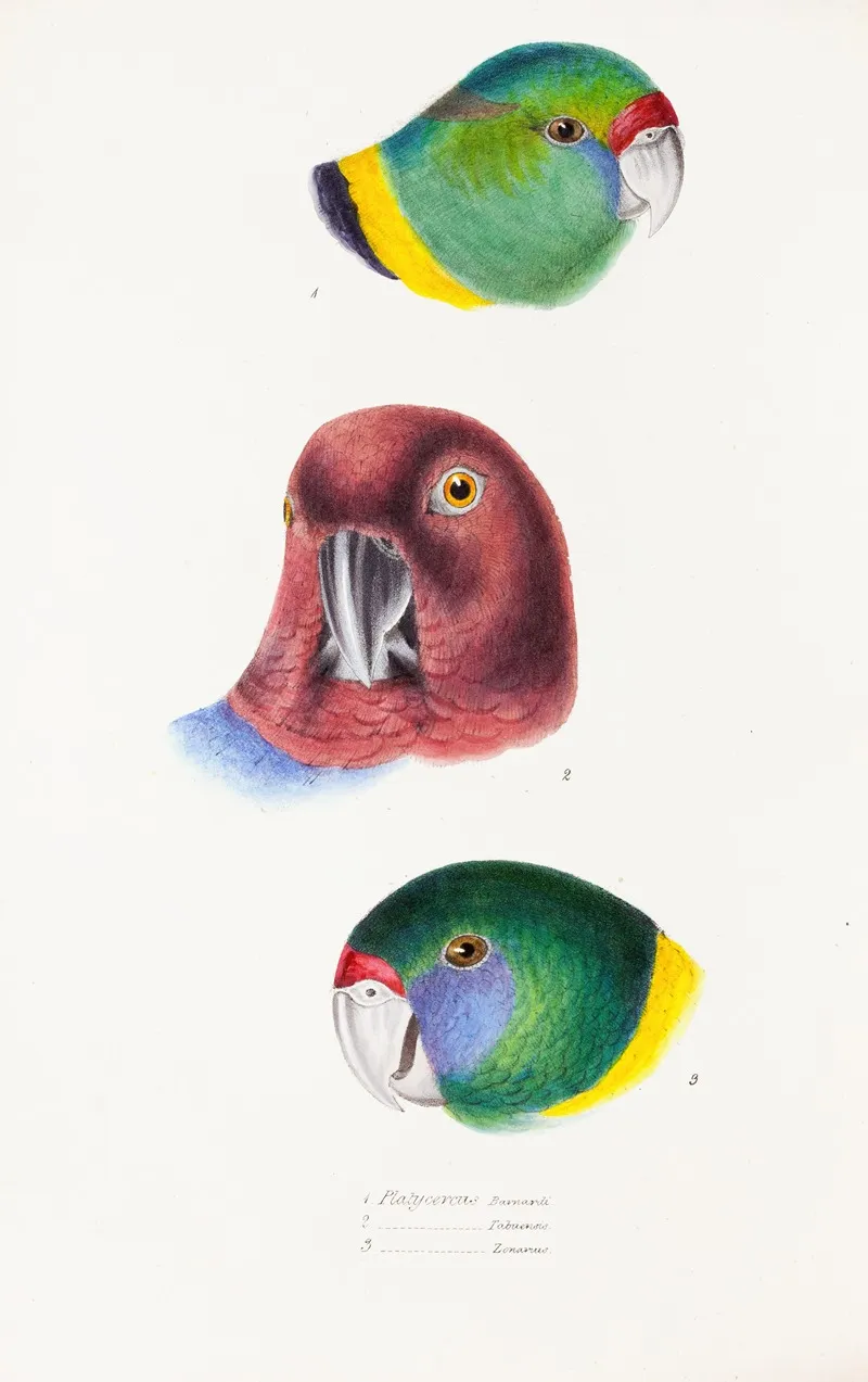 A Synopsis Of The Birds Of Australia And The Adjacent Islands Pl 66 Wall Art by Elizabeth Gould - High-Resolution Digital Print