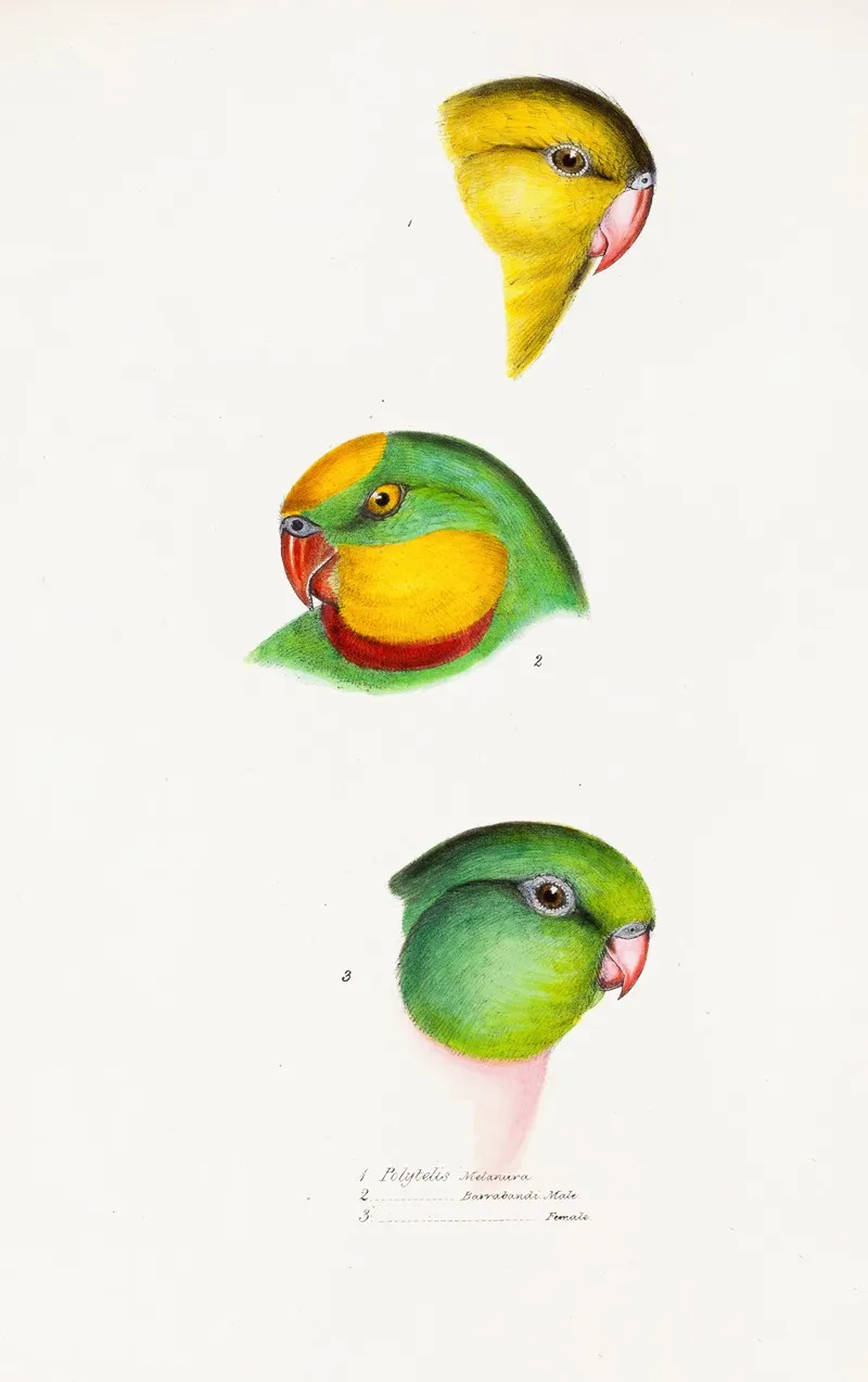 A Synopsis Of The Birds Of Australia And The Adjacent Islands Pl 67 Wall Art by Elizabeth Gould - High-Resolution Digital Print