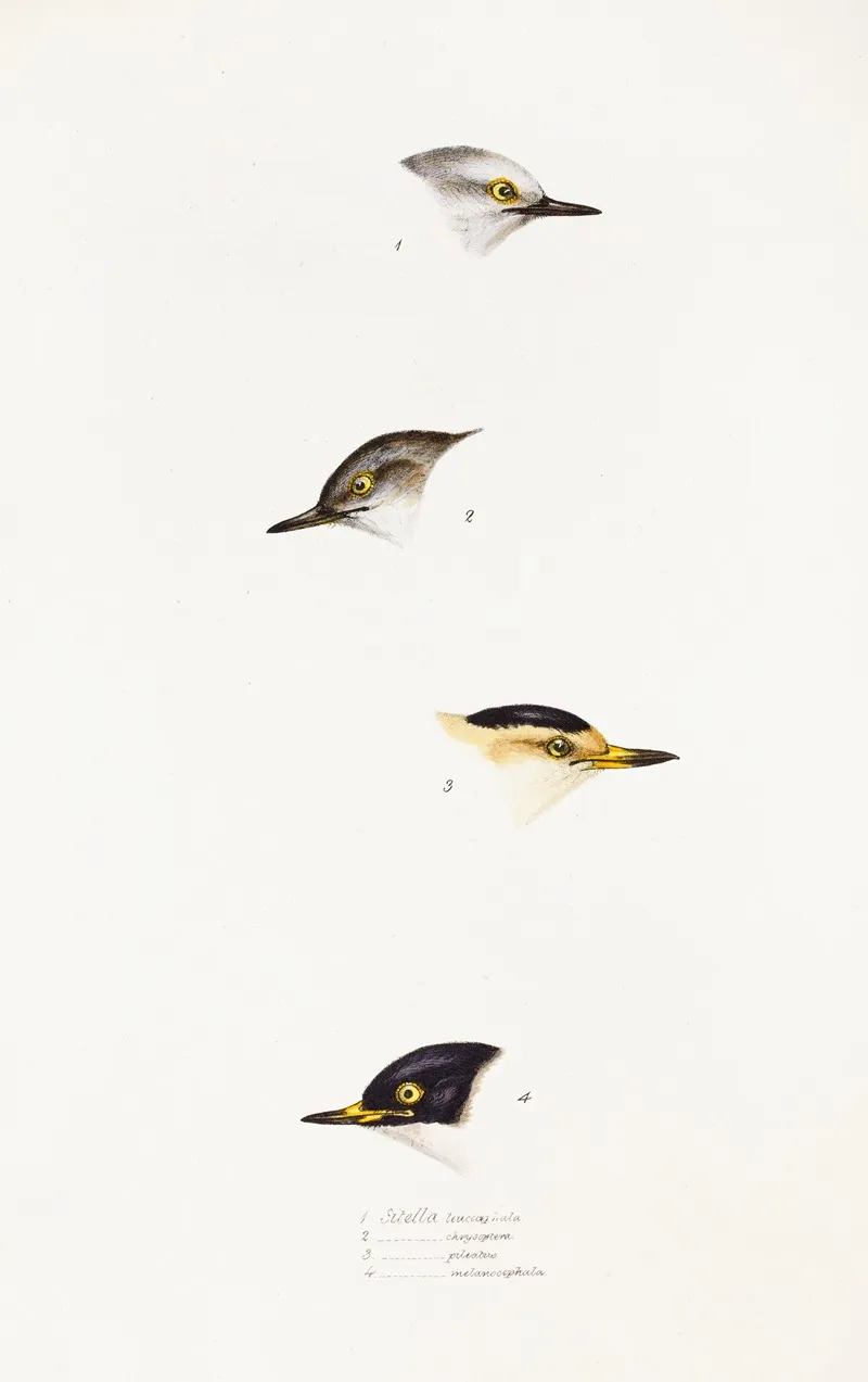 A Synopsis Of The Birds Of Australia And The Adjacent Islands Pl 68 Wall Art by Elizabeth Gould - High-Resolution Digital Print