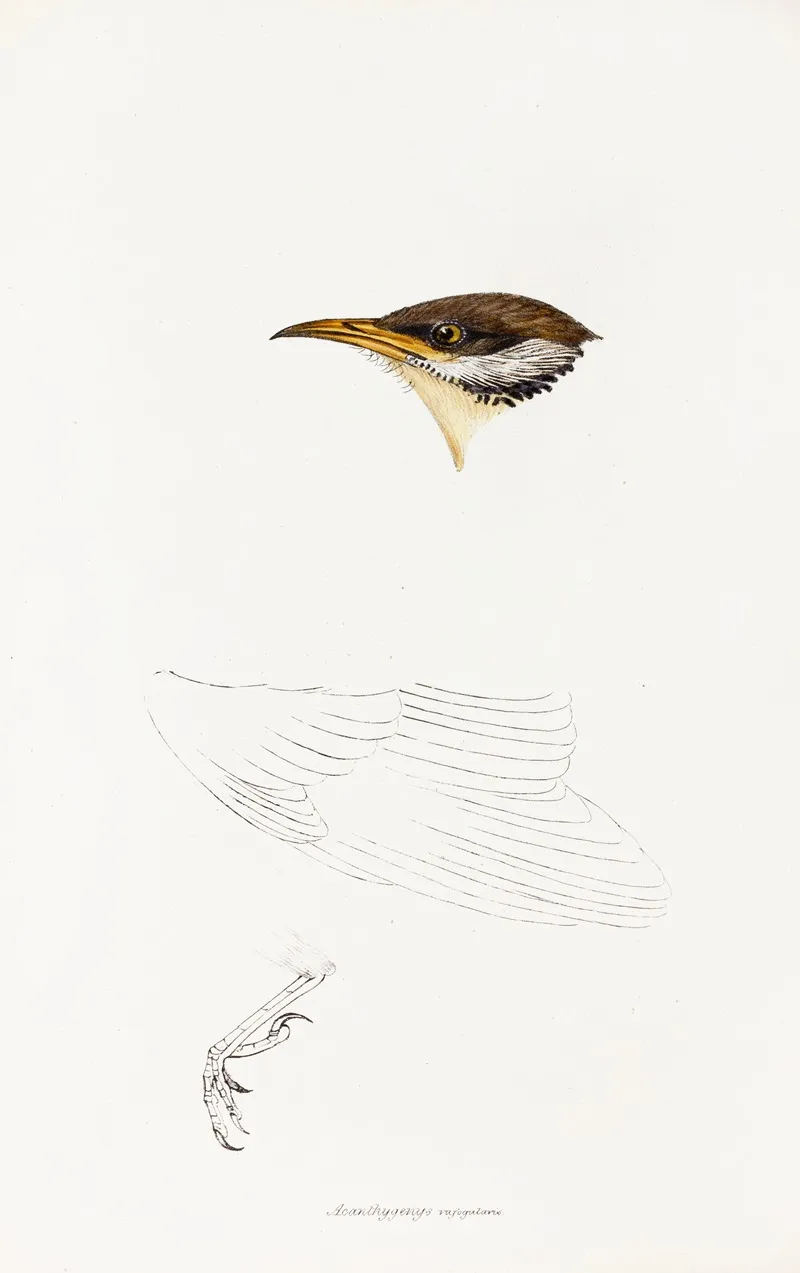 A Synopsis Of The Birds Of Australia And The Adjacent Islands Pl 69 Wall Art by Elizabeth Gould - High-Resolution Digital Print