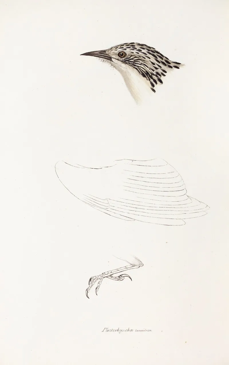 A Synopsis Of The Birds Of Australia And The Adjacent Islands Pl 70 Wall Art by Elizabeth Gould - High-Resolution Digital Print