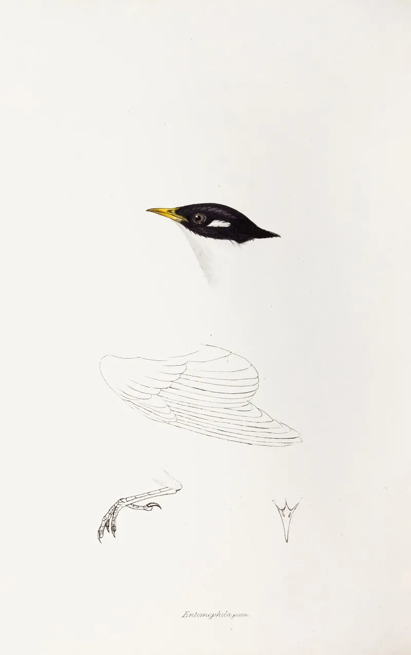 A Synopsis Of The Birds Of Australia And The Adjacent Islands Pl 71 Wall Art by Elizabeth Gould - High-Resolution Digital Print