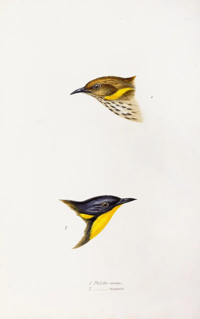 A Synopsis Of The Birds Of Australia And The Adjacent Islands Pl 72 Wall Art by Elizabeth Gould - High-Resolution Digital Print