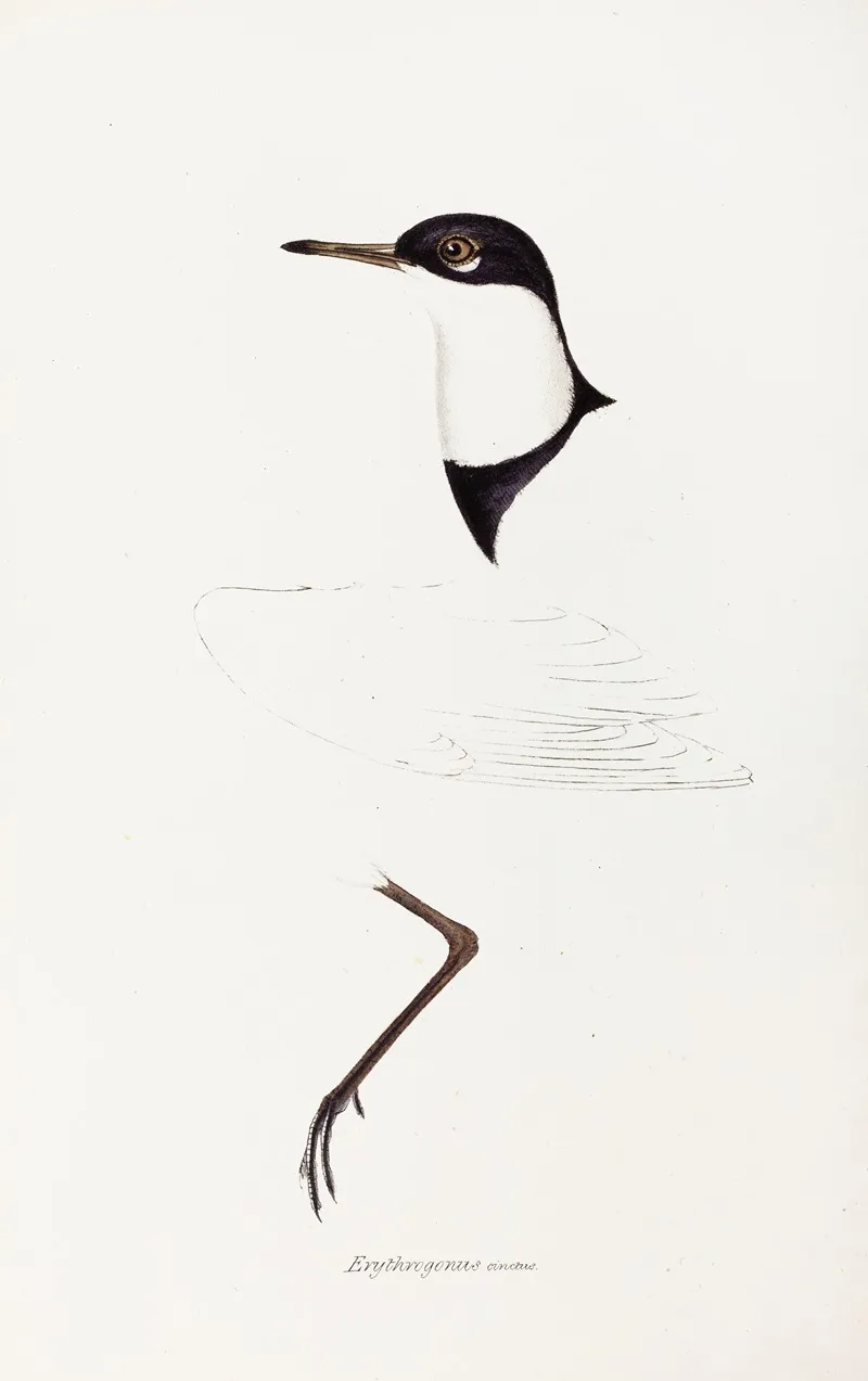 A Synopsis Of The Birds Of Australia And The Adjacent Islands Pl 73 Wall Art by Elizabeth Gould - High-Resolution Digital Print