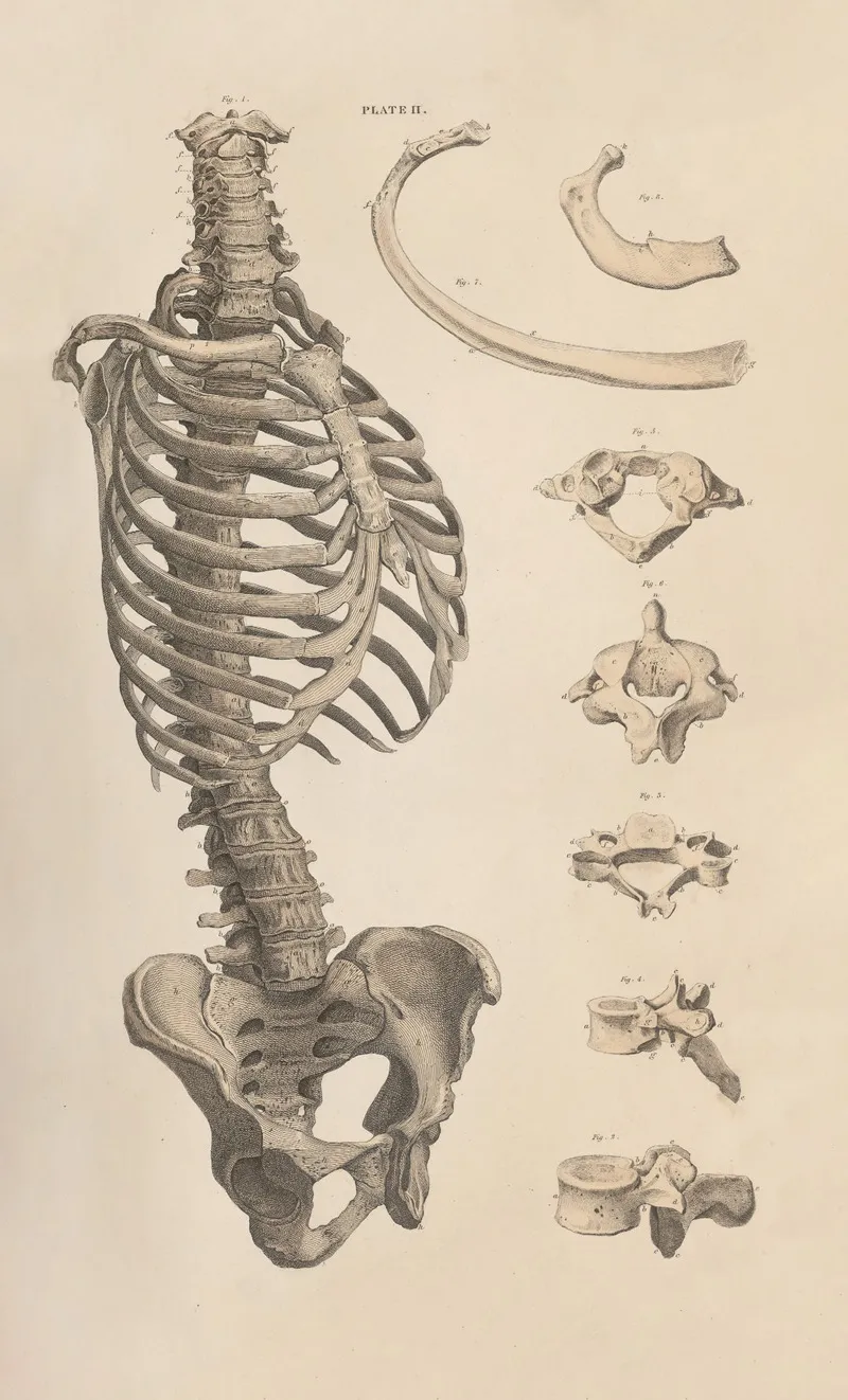 A System Of Anatomical Plates Of The Human Body Pl 002 Wall Art by John Lizars - High-Resolution Digital Print