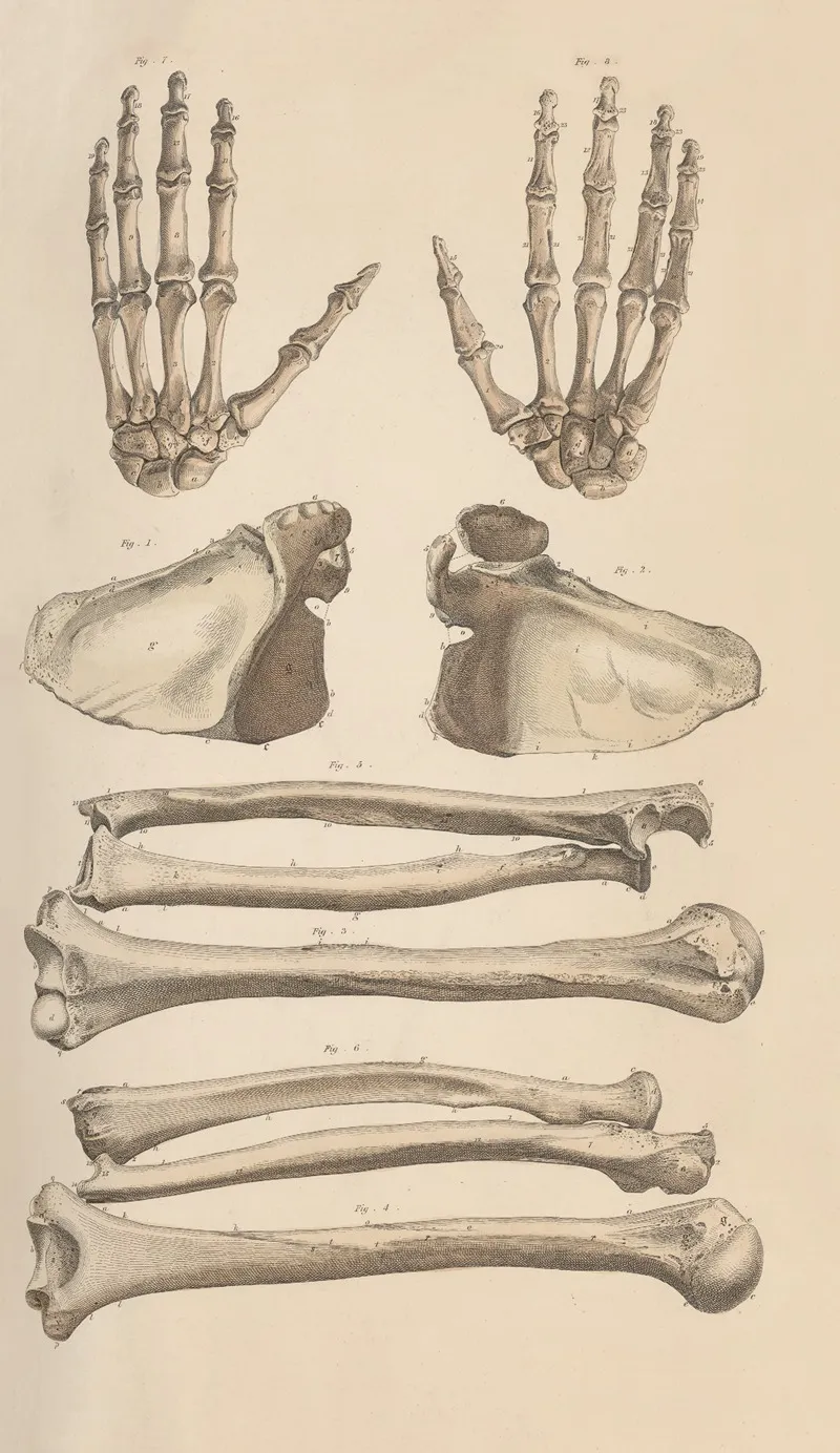 A System Of Anatomical Plates Of The Human Body Pl 007 Wall Art by John Lizars - High-Resolution Digital Print
