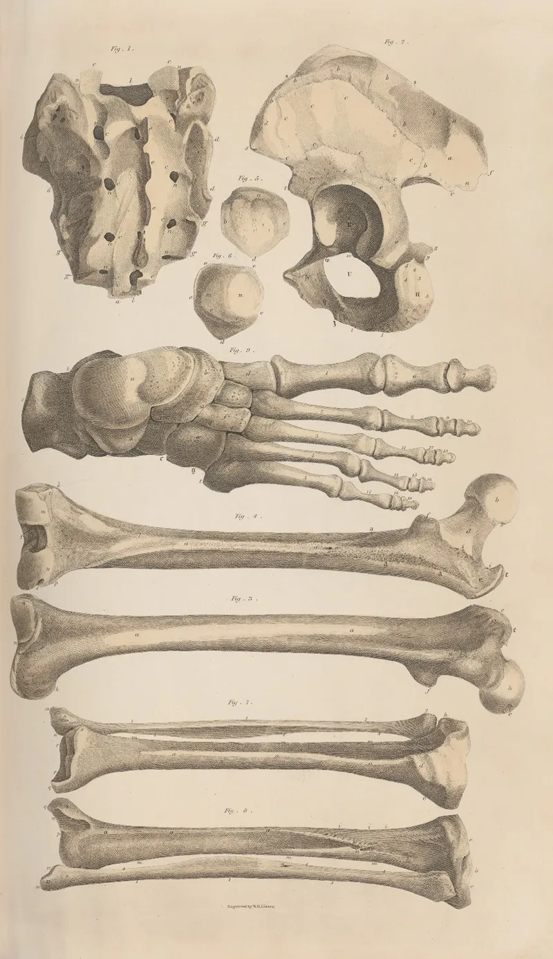 A System Of Anatomical Plates Of The Human Body Pl 008 Wall Art by John Lizars - High-Resolution Digital Print