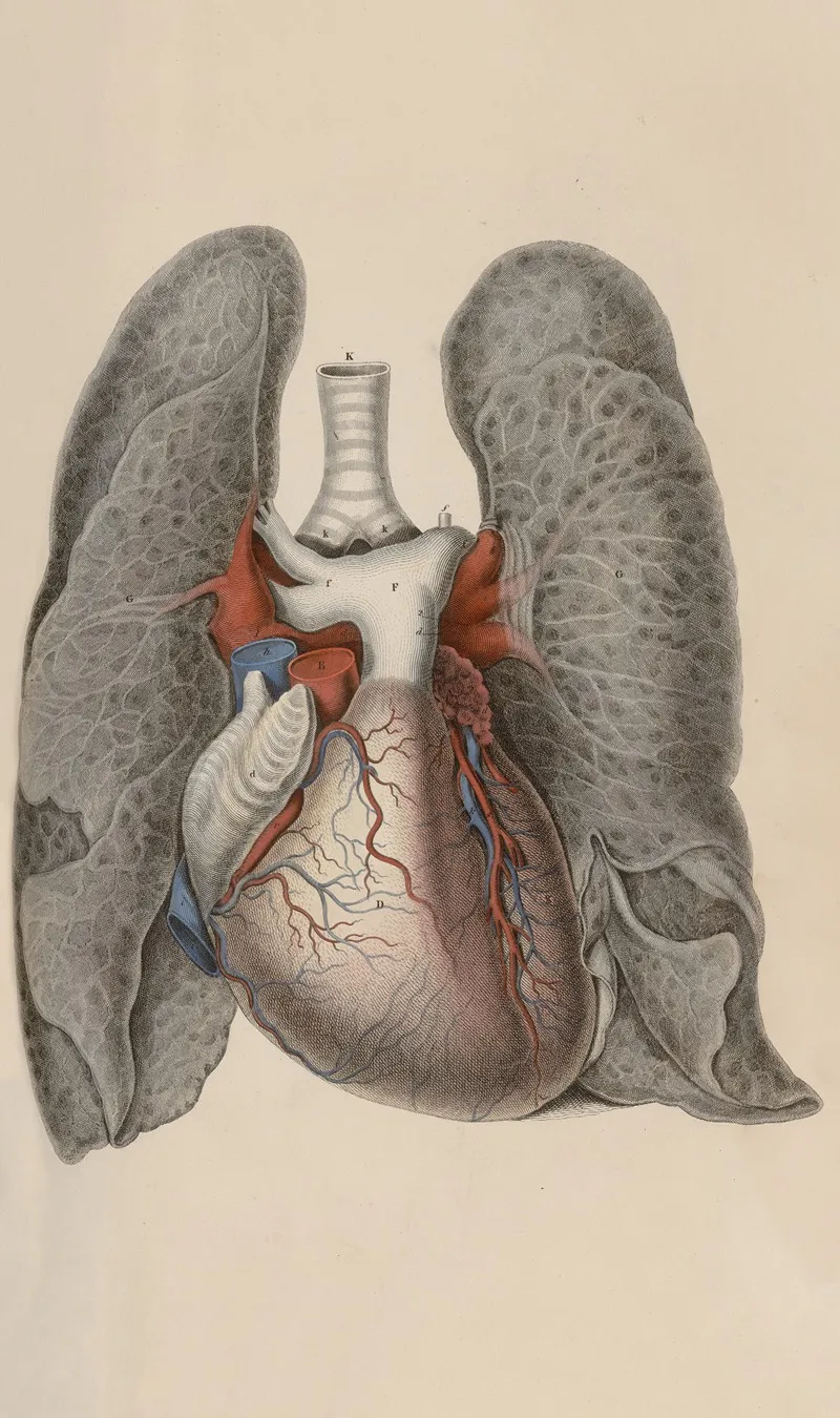 A System Of Anatomical Plates Of The Human Body Pl 009 Wall Art by John Lizars - High-Resolution Digital Print
