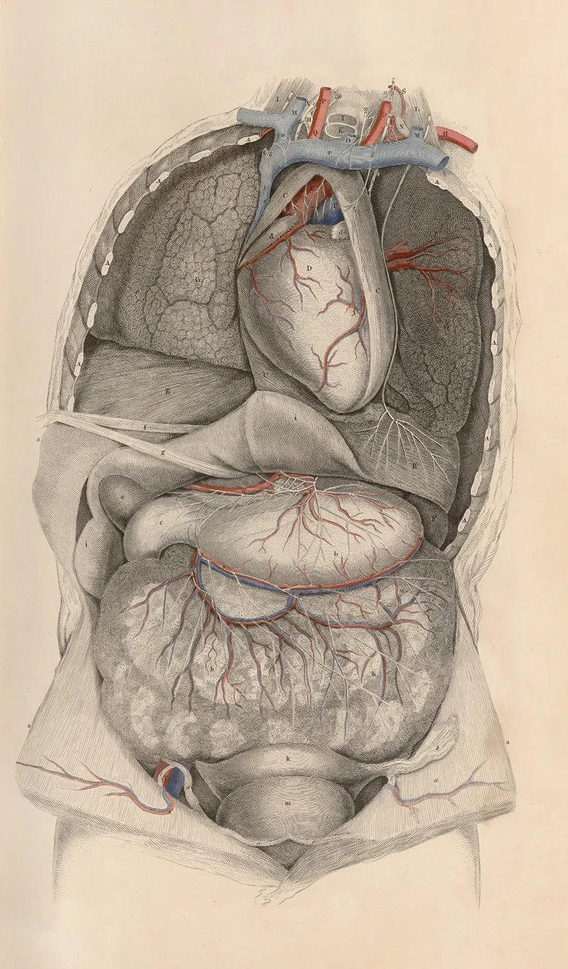 A System Of Anatomical Plates Of The Human Body Pl 010 Wall Art by John Lizars - High-Resolution Digital Print