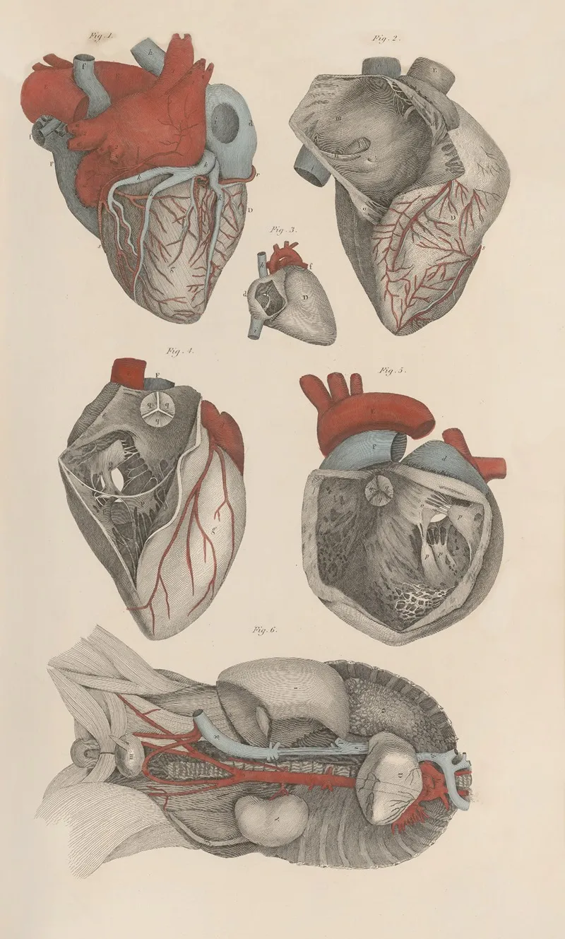 A System Of Anatomical Plates Of The Human Body Pl 011 Wall Art by John Lizars - High-Resolution Digital Print