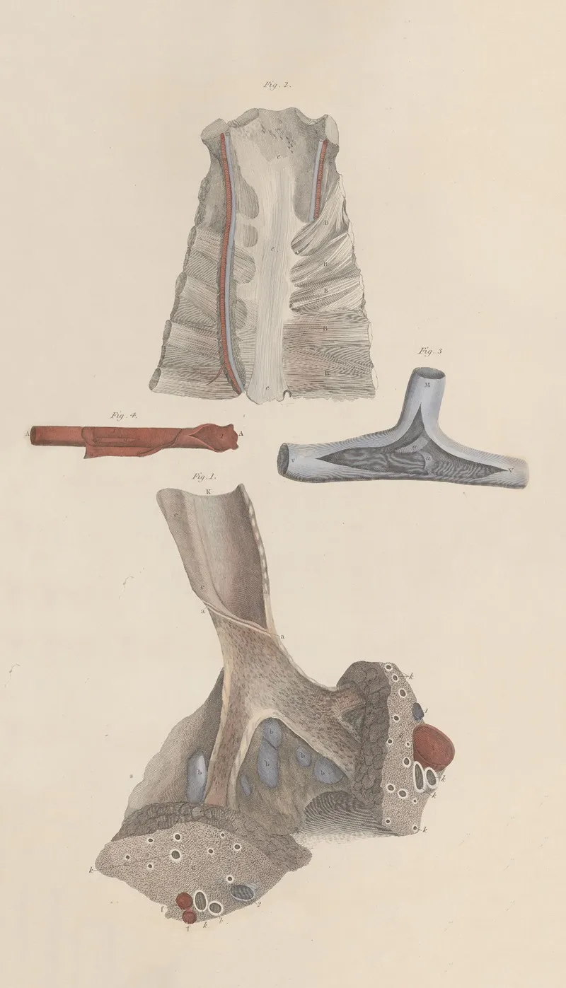 A System Of Anatomical Plates Of The Human Body Pl 012 Wall Art by John Lizars - High-Resolution Digital Print