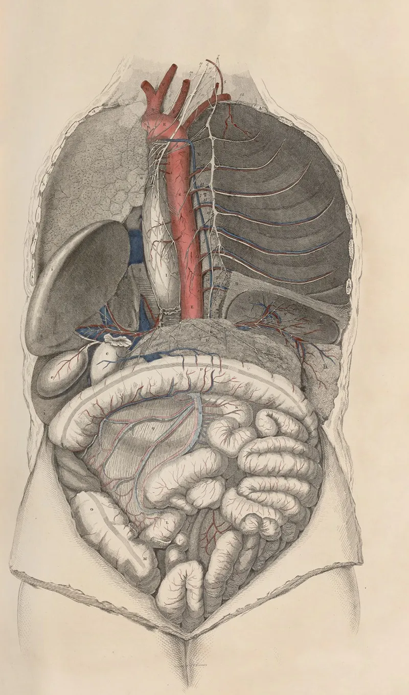 A System Of Anatomical Plates Of The Human Body Pl 013 Wall Art by John Lizars - High-Resolution Digital Print