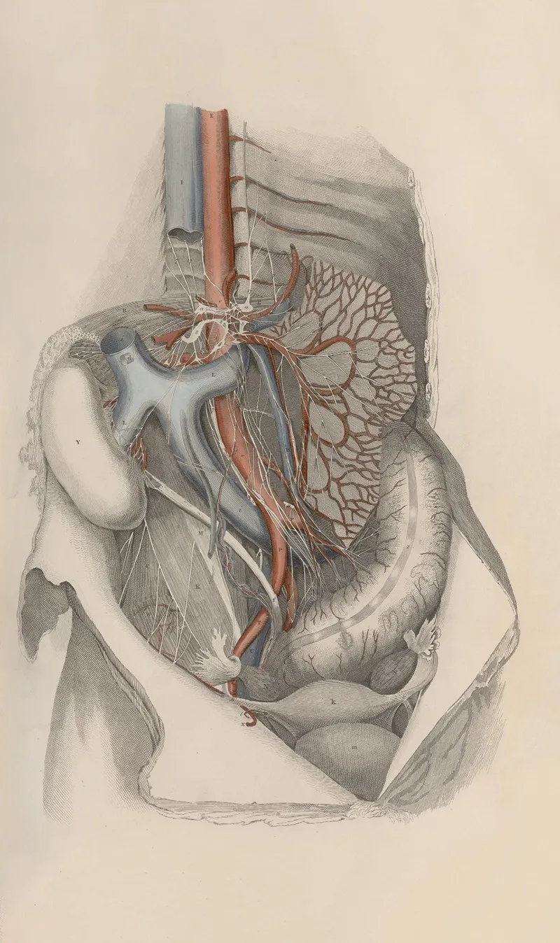 A System Of Anatomical Plates Of The Human Body Pl 014 Wall Art by John Lizars - High-Resolution Digital Print