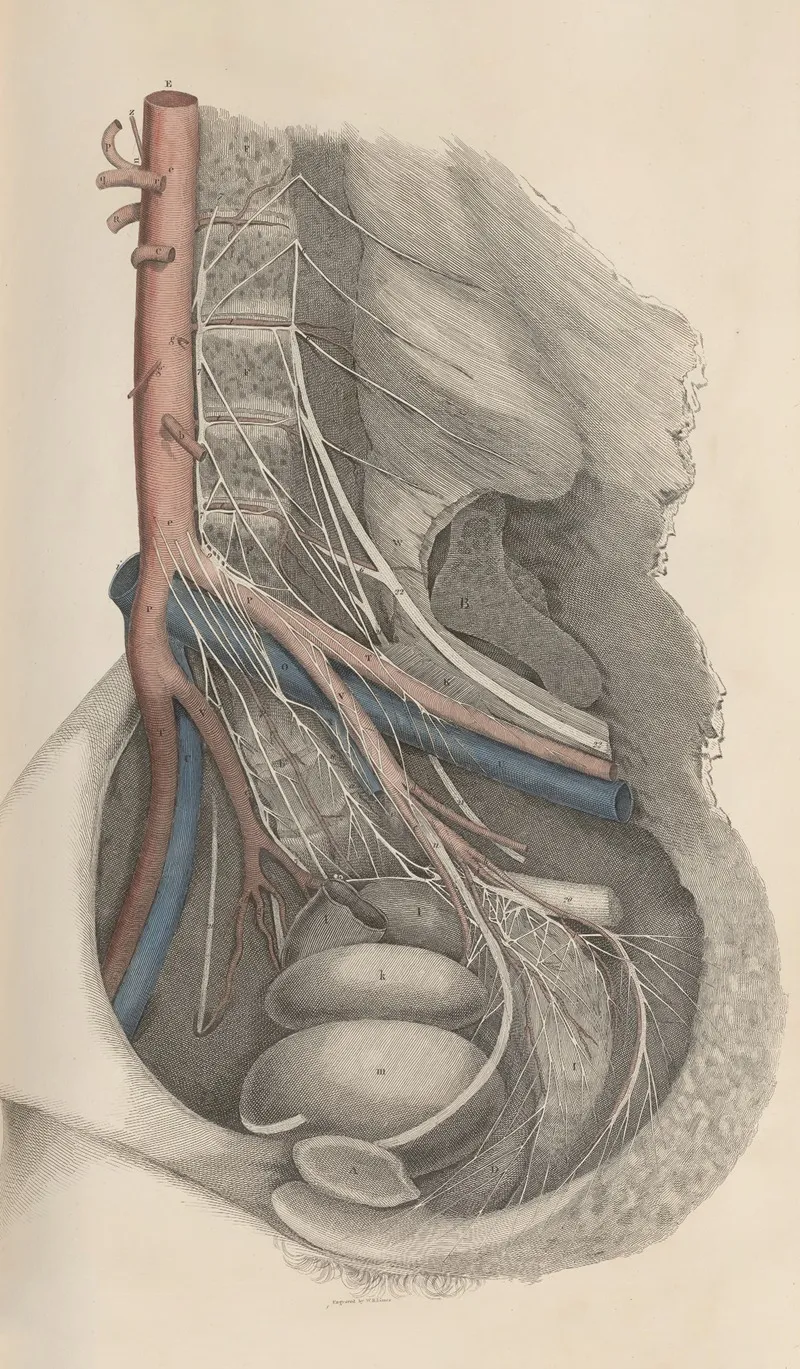 A System Of Anatomical Plates Of The Human Body Pl 015 Wall Art by John Lizars - High-Resolution Digital Print