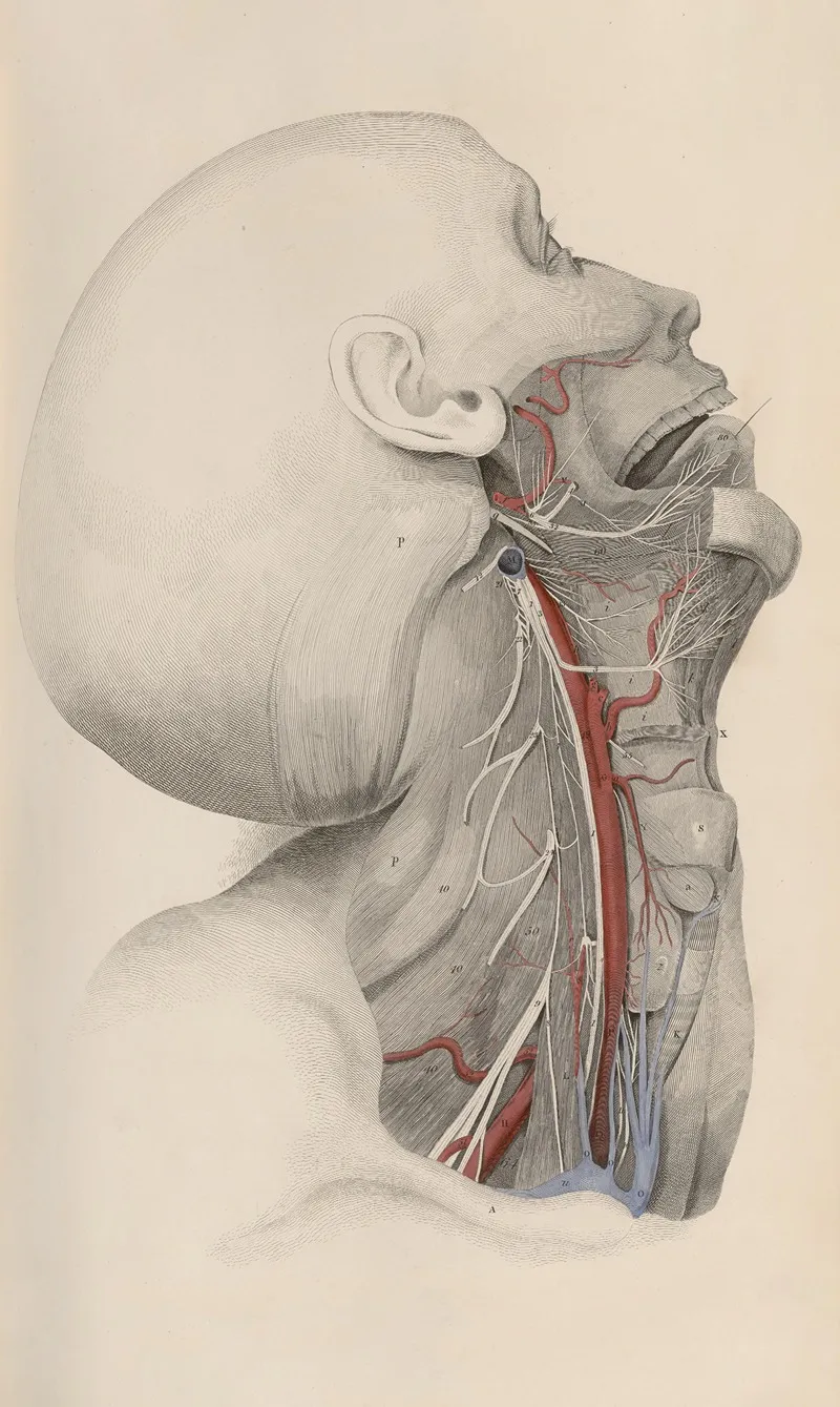 A System Of Anatomical Plates Of The Human Body Pl 016 Wall Art by John Lizars - High-Resolution Digital Print