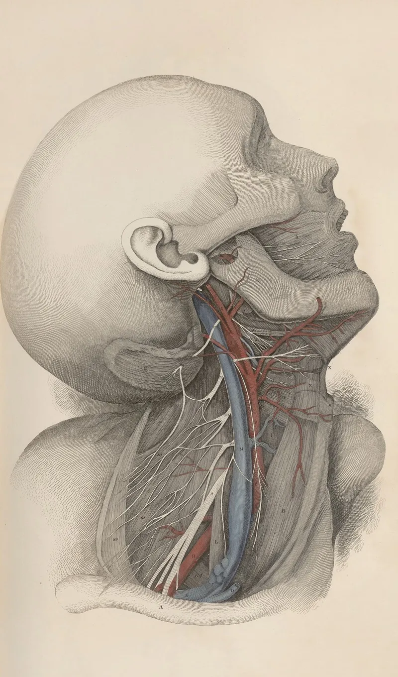A System Of Anatomical Plates Of The Human Body Pl 017 Wall Art by John Lizars - High-Resolution Digital Print