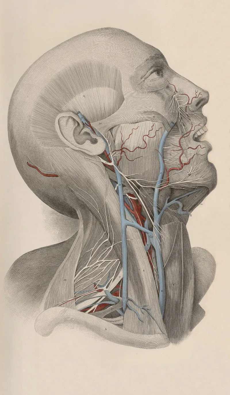 A System Of Anatomical Plates Of The Human Body Pl 018 Wall Art by John Lizars - High-Resolution Digital Print