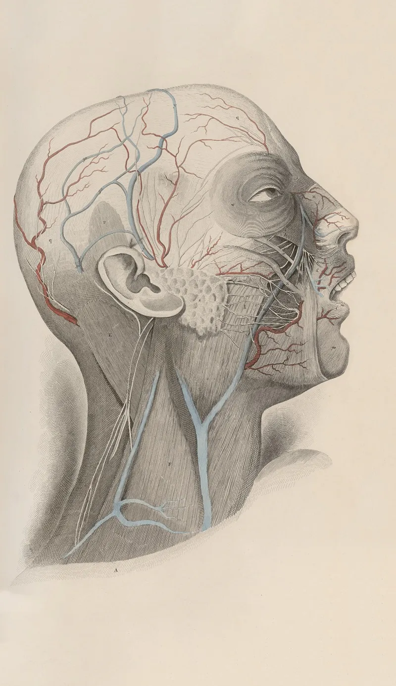 A System Of Anatomical Plates Of The Human Body Pl 019 Wall Art by John Lizars - High-Resolution Digital Print