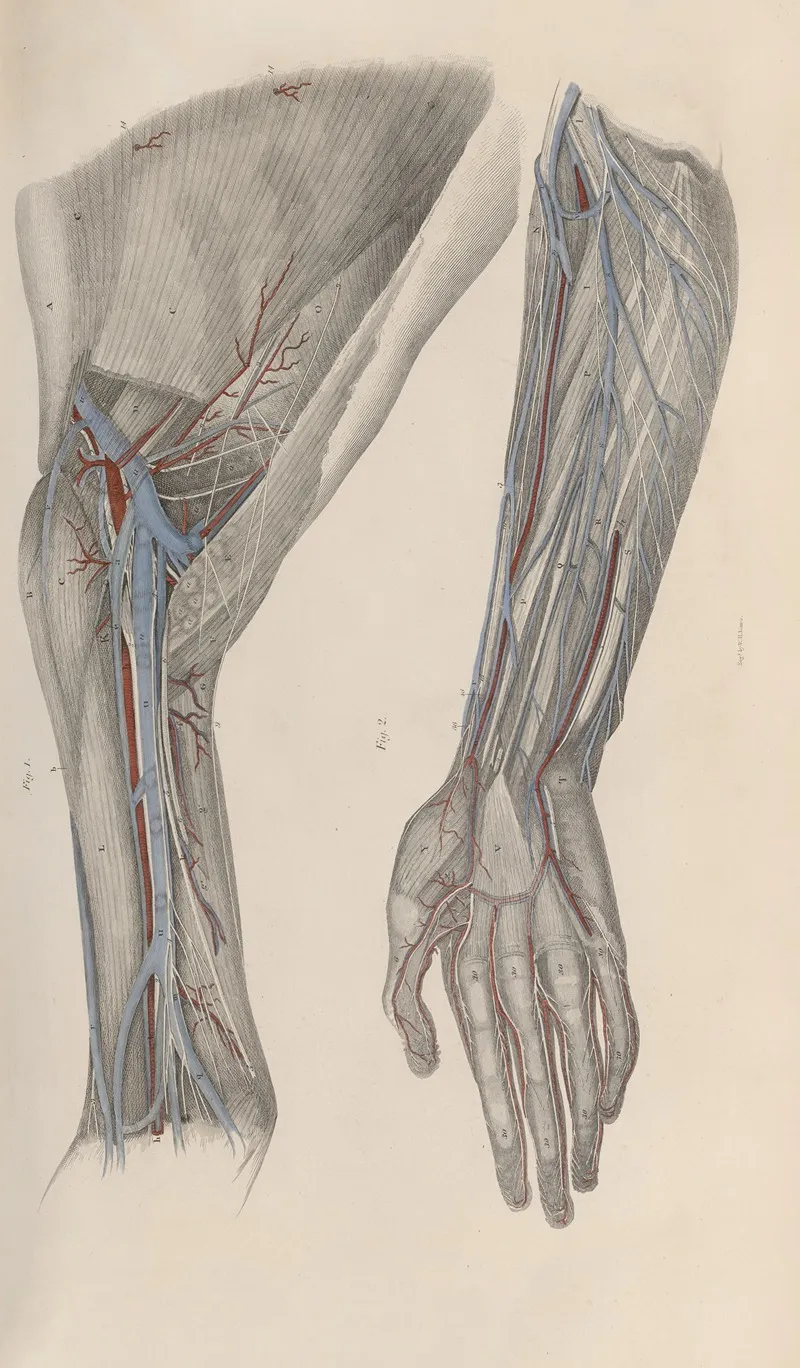 A System Of Anatomical Plates Of The Human Body Pl 020 Wall Art by John Lizars - High-Resolution Digital Print
