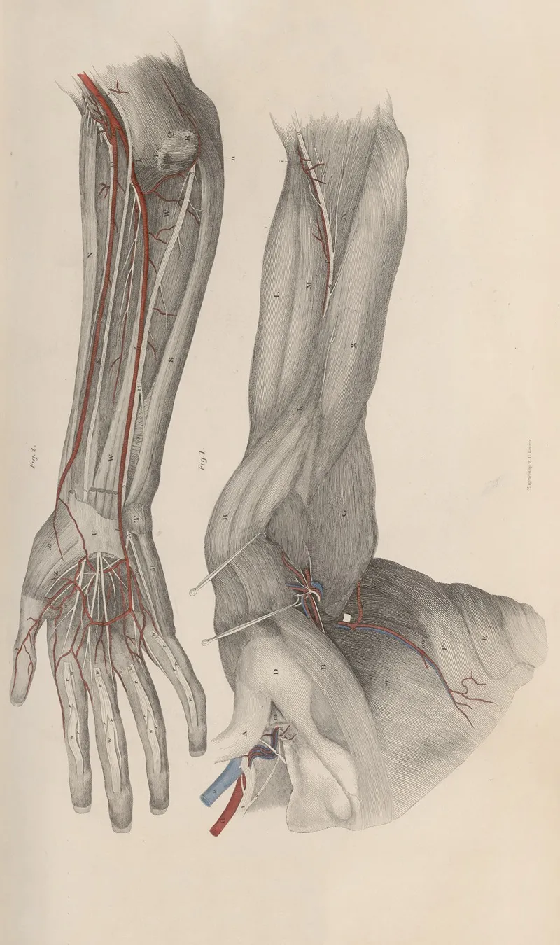 A System Of Anatomical Plates Of The Human Body Pl 021 Wall Art by John Lizars - High-Resolution Digital Print