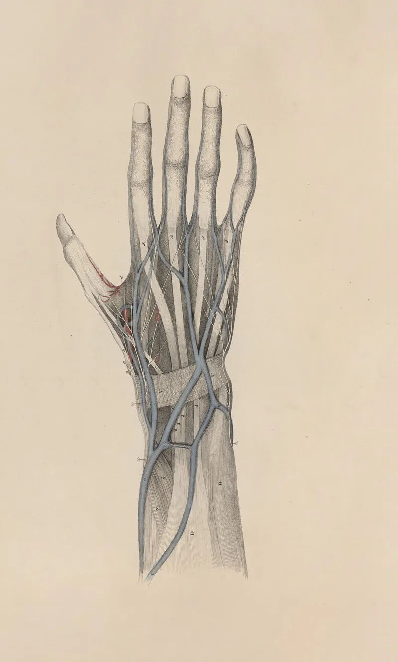 A System Of Anatomical Plates Of The Human Body Pl 022 Wall Art by John Lizars - High-Resolution Digital Print