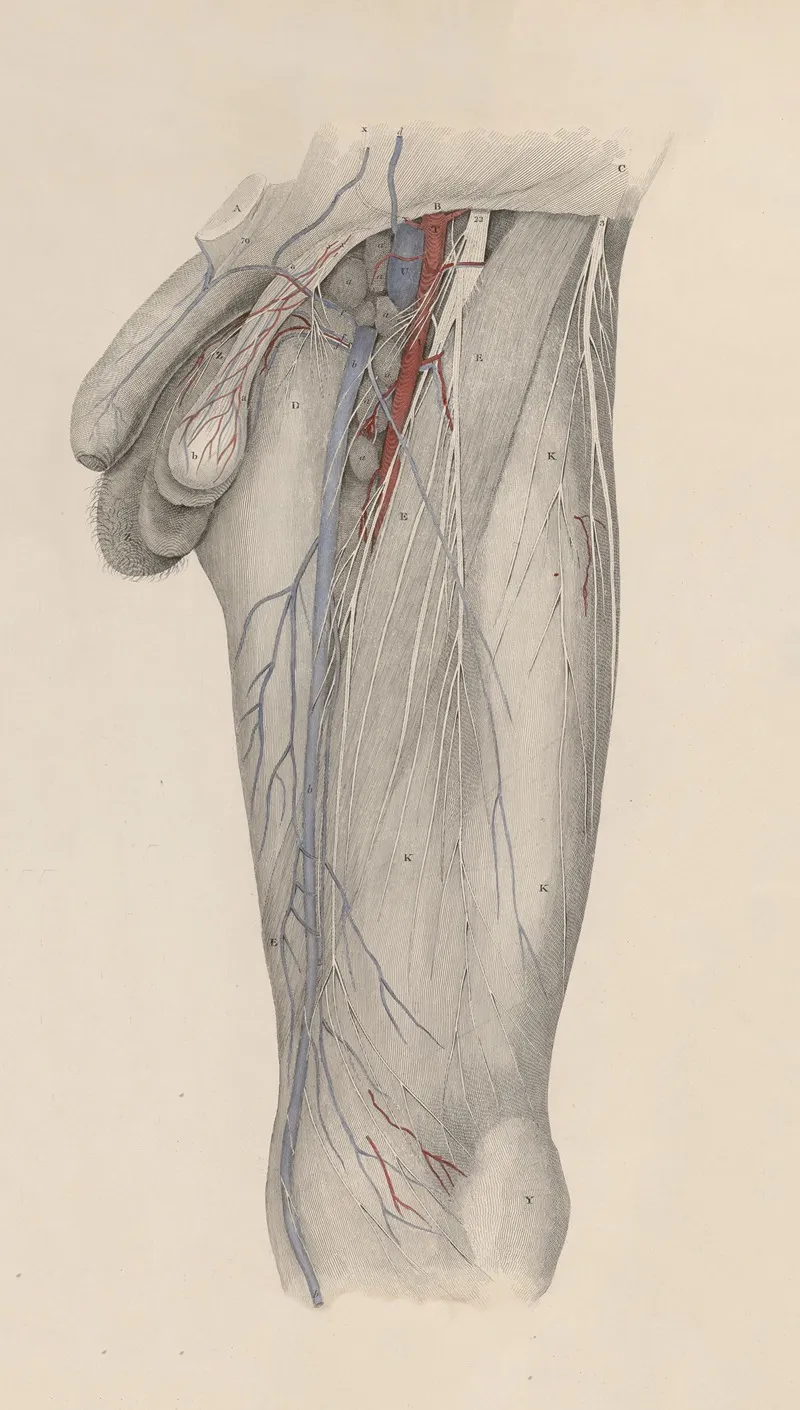 A System Of Anatomical Plates Of The Human Body Pl 024 Wall Art by John Lizars - High-Resolution Digital Print