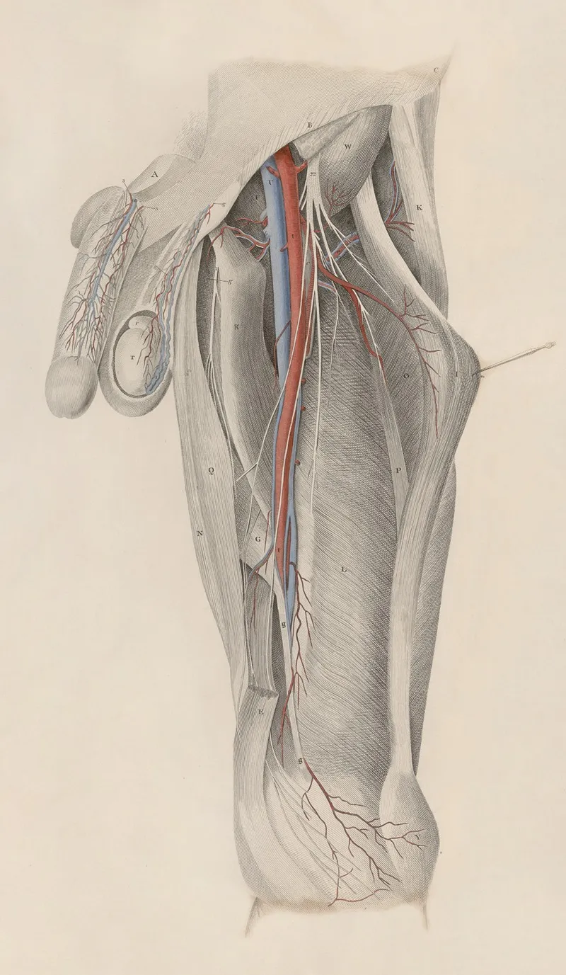 A System Of Anatomical Plates Of The Human Body Pl 025 Wall Art by John Lizars - High-Resolution Digital Print