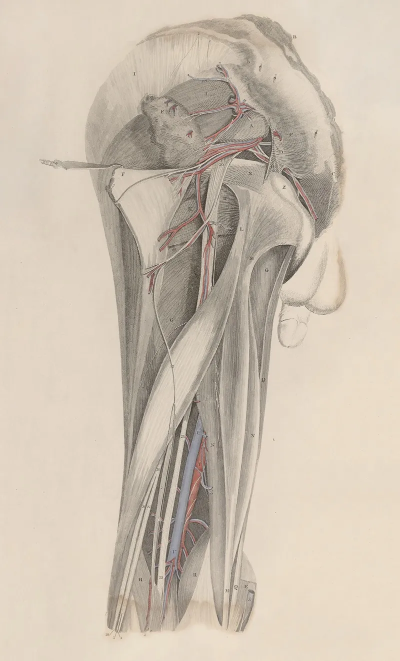 A System Of Anatomical Plates Of The Human Body Pl 026 Wall Art by John Lizars - High-Resolution Digital Print