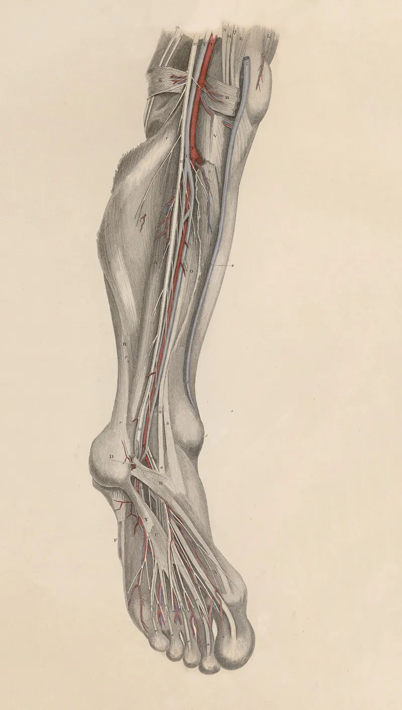 A System Of Anatomical Plates Of The Human Body Pl 029 Wall Art by John Lizars - High-Resolution Digital Print