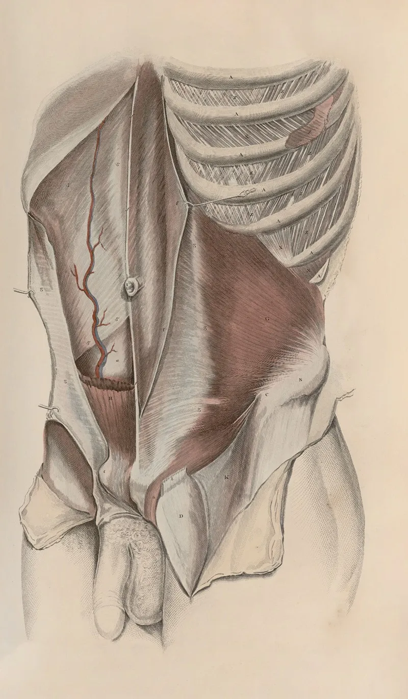 A System Of Anatomical Plates Of The Human Body Pl 031 Wall Art by John Lizars - High-Resolution Digital Print