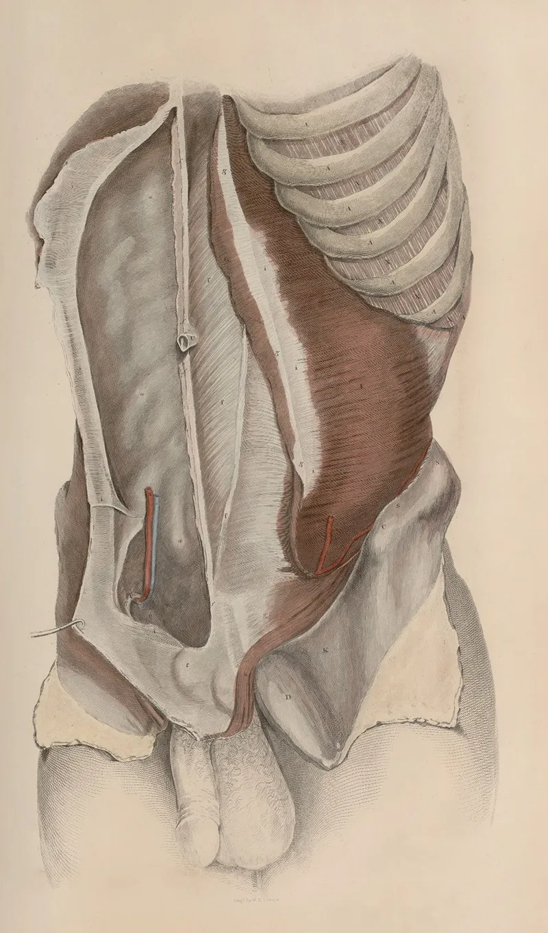 A System Of Anatomical Plates Of The Human Body Pl 033 Wall Art by John Lizars - High-Resolution Digital Print