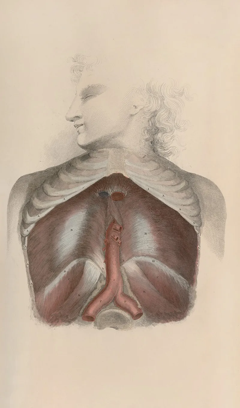 A System Of Anatomical Plates Of The Human Body Pl 034 Wall Art by John Lizars - High-Resolution Digital Print