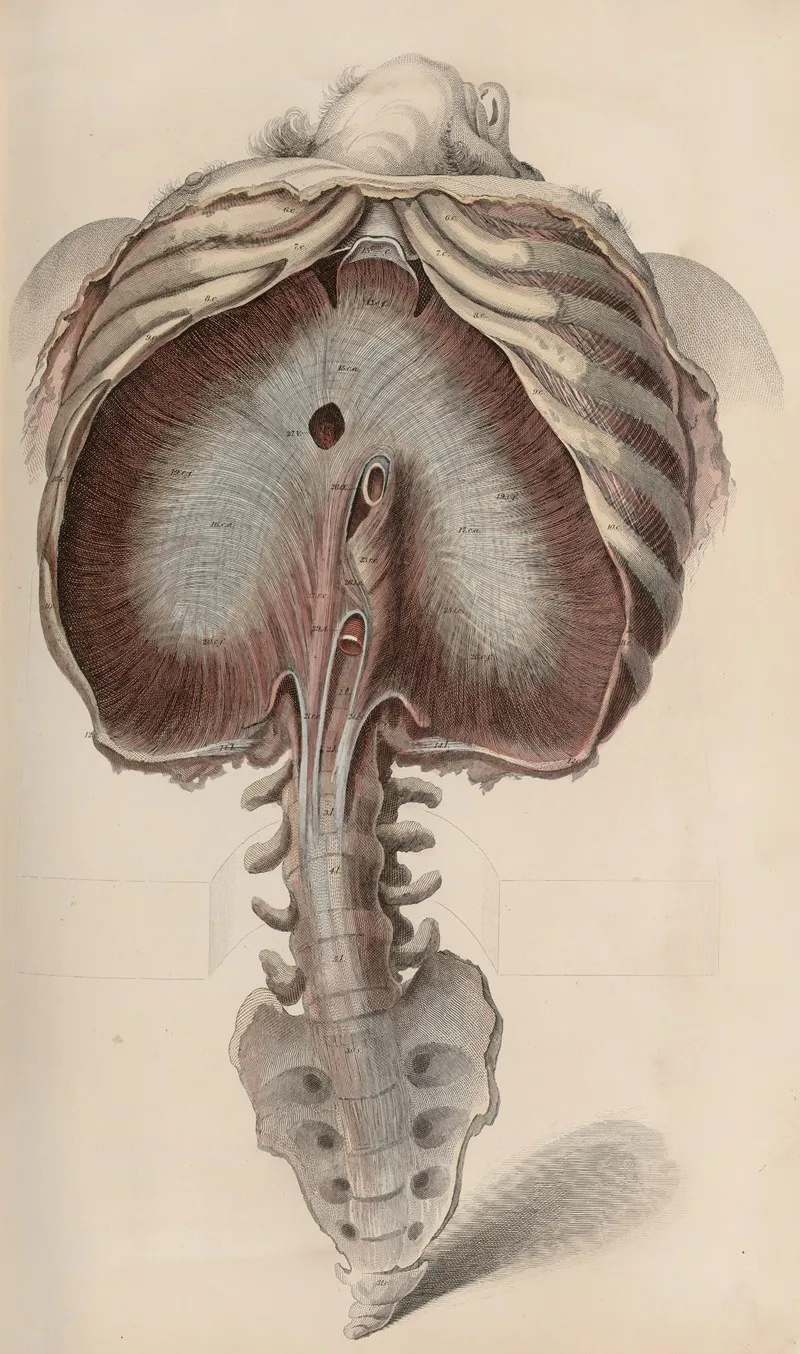 A System Of Anatomical Plates Of The Human Body Pl 035 Wall Art by John Lizars - High-Resolution Digital Print