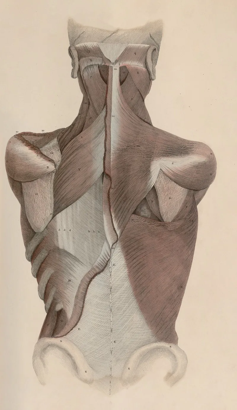 A System Of Anatomical Plates Of The Human Body Pl 036 Wall Art by John Lizars - High-Resolution Digital Print
