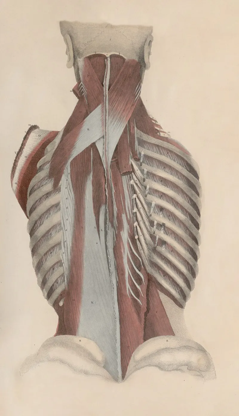 A System Of Anatomical Plates Of The Human Body Pl 037 Wall Art by John Lizars - High-Resolution Digital Print