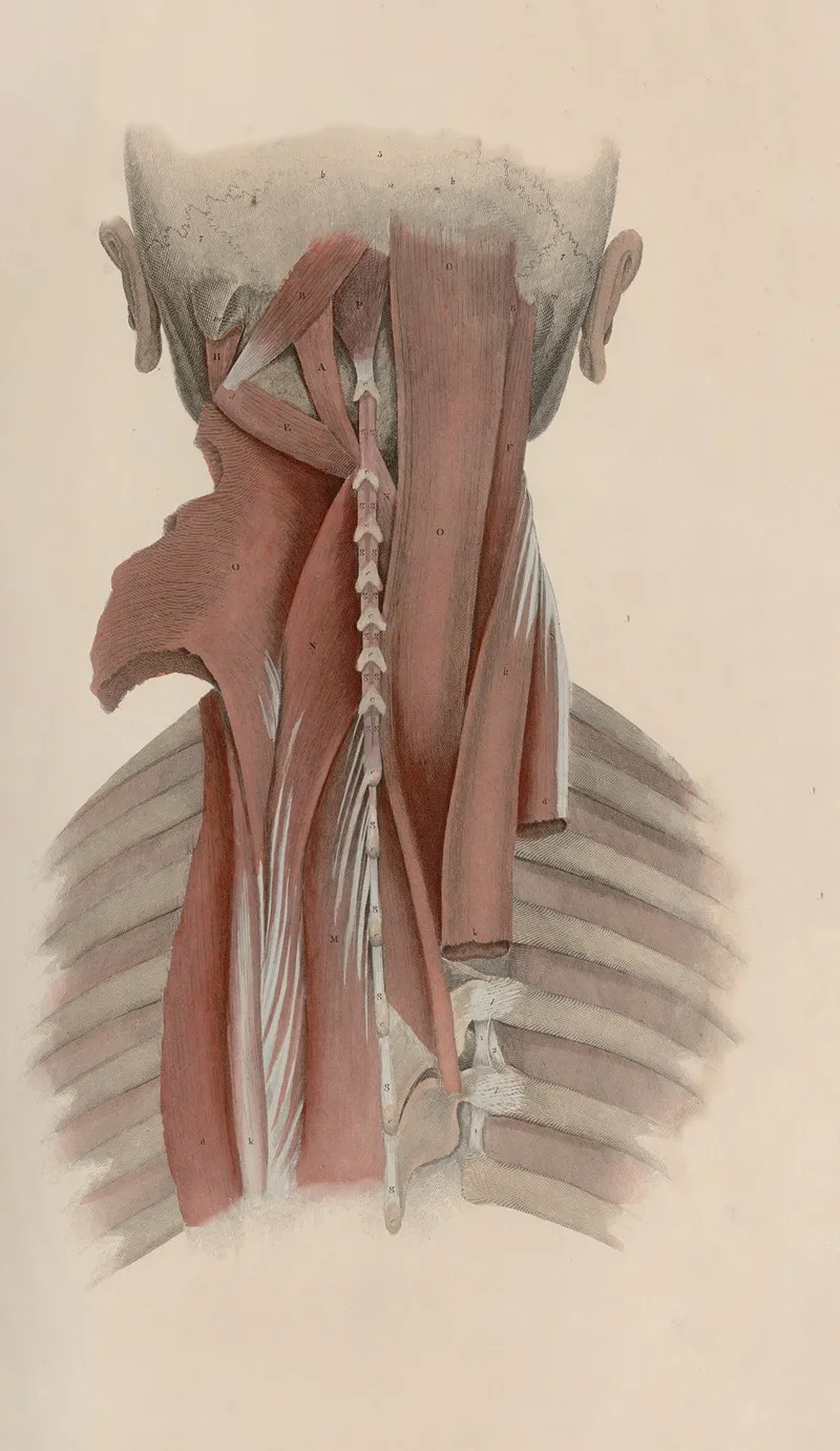 A System Of Anatomical Plates Of The Human Body Pl 038 Wall Art by John Lizars - High-Resolution Digital Print
