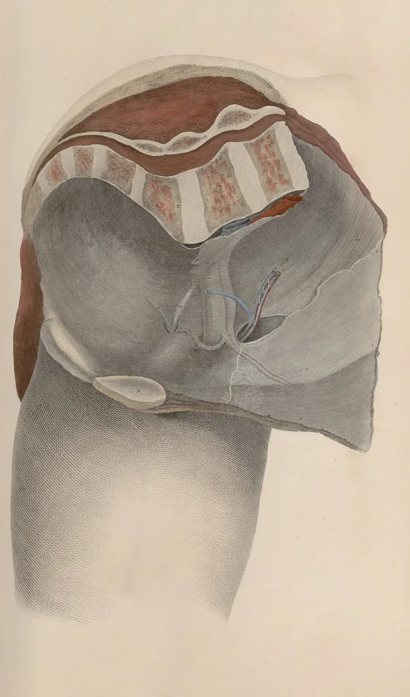 A System Of Anatomical Plates Of The Human Body Pl 040 Wall Art by John Lizars - High-Resolution Digital Print