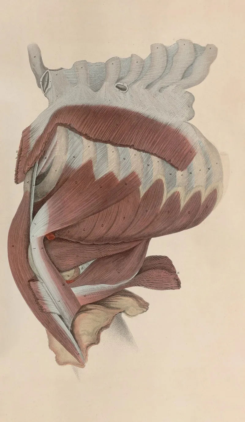 A System Of Anatomical Plates Of The Human Body Pl 041 Wall Art by John Lizars - High-Resolution Digital Print
