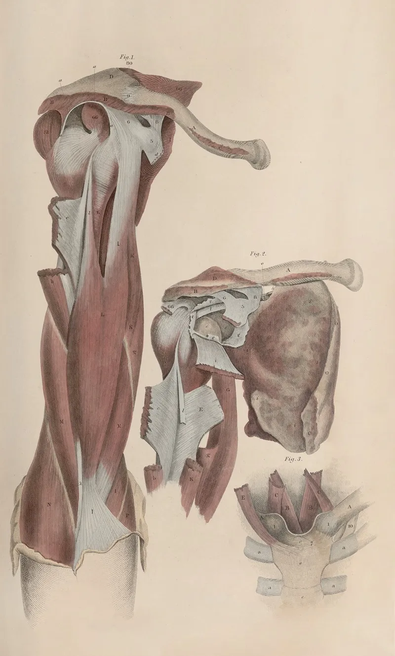 A System Of Anatomical Plates Of The Human Body Pl 042 Wall Art by John Lizars - High-Resolution Digital Print