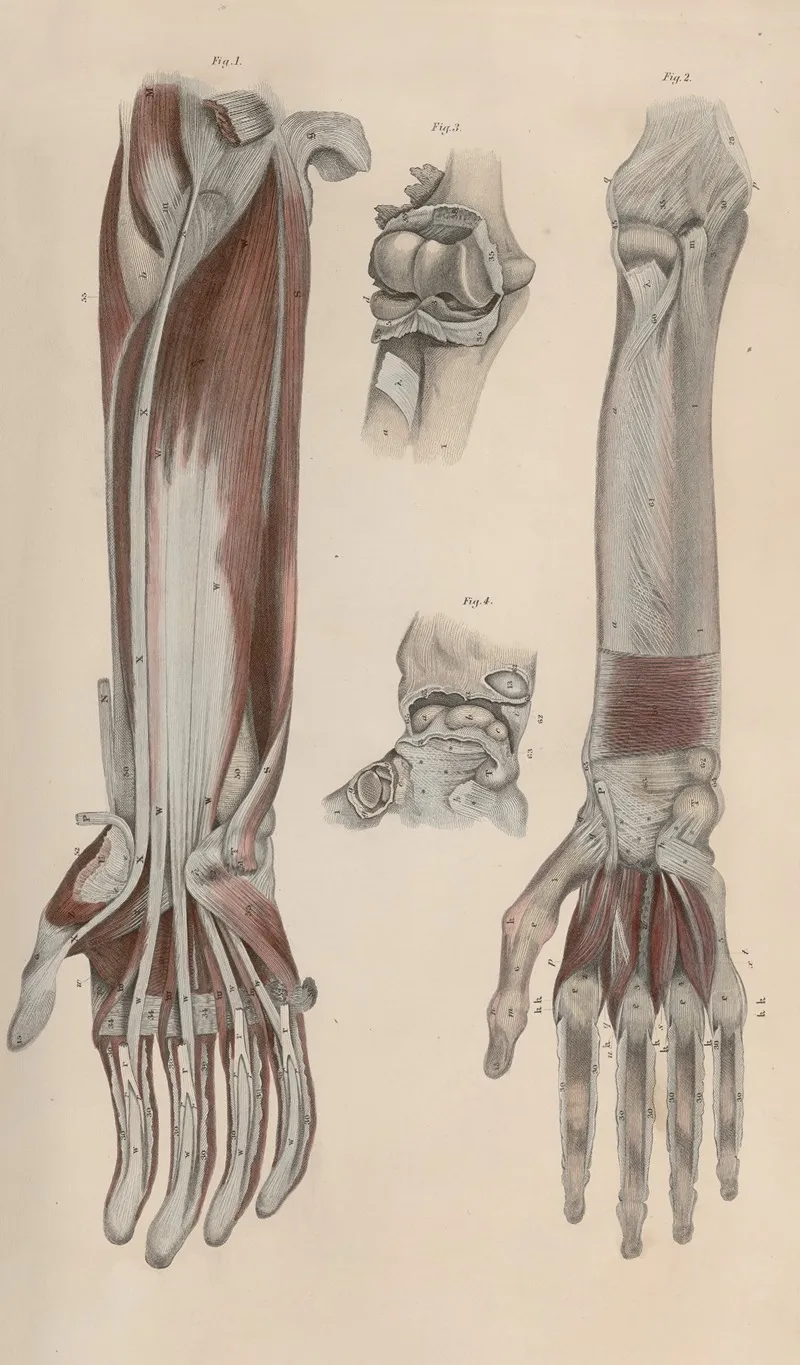 A System Of Anatomical Plates Of The Human Body Pl 044 Wall Art by John Lizars - High-Resolution Digital Print