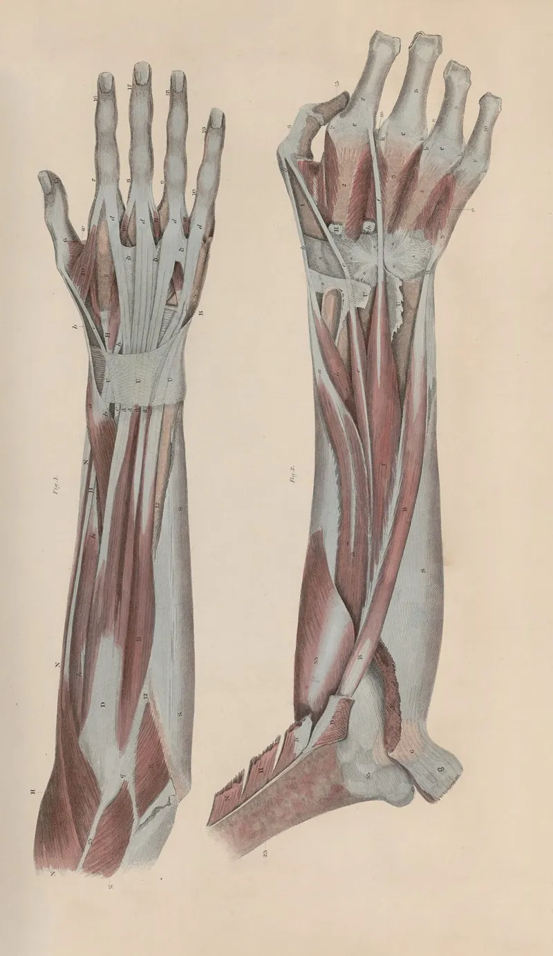 A System Of Anatomical Plates Of The Human Body Pl 045 Wall Art by John Lizars - High-Resolution Digital Print