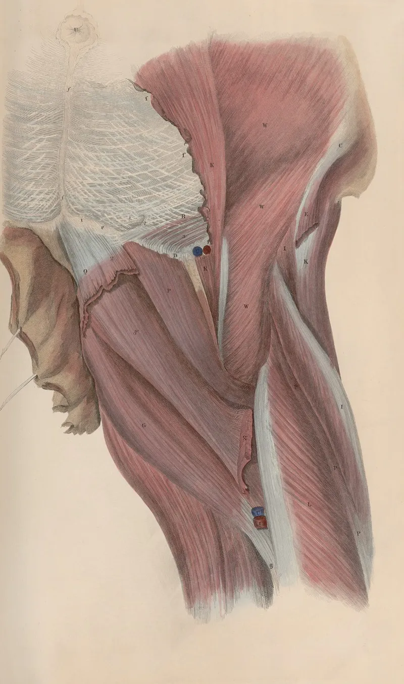 A System Of Anatomical Plates Of The Human Body Pl 046 Wall Art by John Lizars - High-Resolution Digital Print