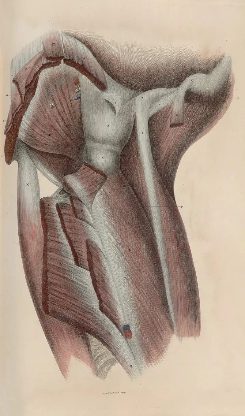 A System Of Anatomical Plates Of The Human Body Pl 047 Wall Art by John Lizars - High-Resolution Digital Print