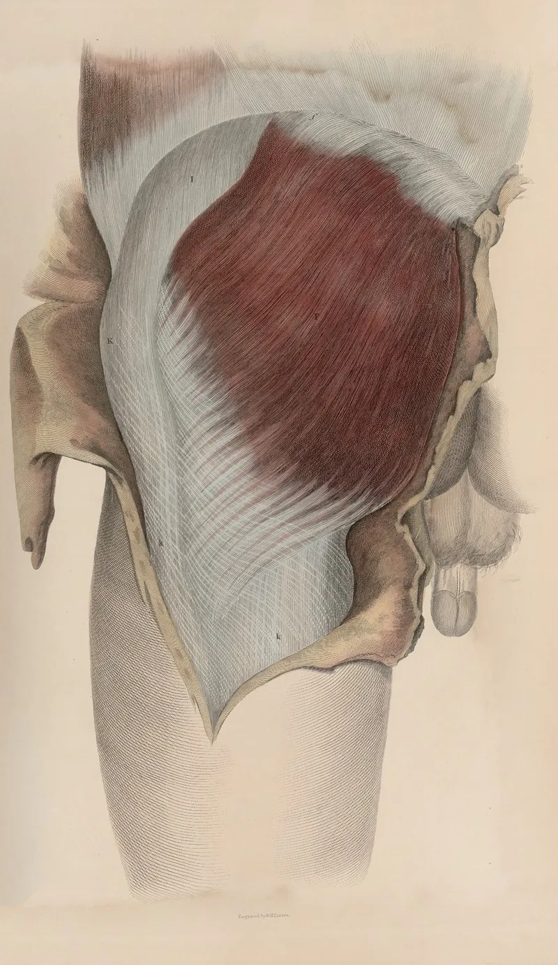 A System Of Anatomical Plates Of The Human Body Pl 048 Wall Art by John Lizars - High-Resolution Digital Print